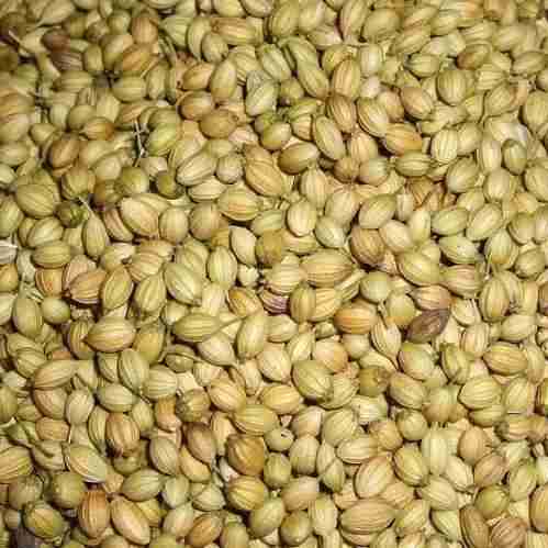 CORIANDER SEEDS